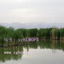 ḻ