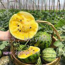 ڲ